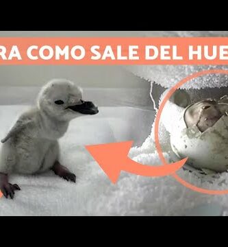 Descubre los pinguinos barbijo más adorables del mundo