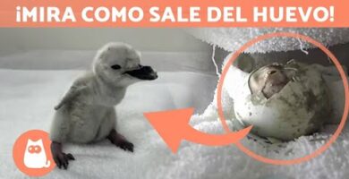 Descubre los pinguinos barbijo más adorables del mundo