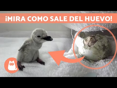 Descubre los pinguinos barbijo más adorables del mundo