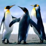 Especies de pingüinos: conoce la diversidad de estas aves marinas