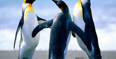 Especies de pingüinos: conoce la diversidad de estas aves marinas