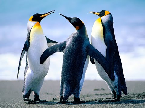 Especies de pingüinos: conoce la diversidad de estas aves marinas