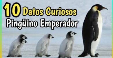 Pinguino Ave: Descubre todo sobre esta fascinante especie