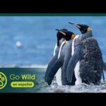 Concentración de pingüinos: descubre el fascinante encuentro de estas aves en su hábitat natural