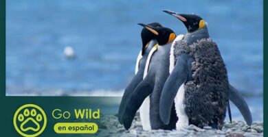 Concentración de pingüinos: descubre el fascinante encuentro de estas aves en su hábitat natural