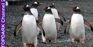 Pinguinos 2022: Descubre las últimas tendencias de esta increíble especie