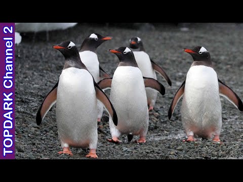 Pinguinos 2022: Descubre las últimas tendencias de esta increíble especie