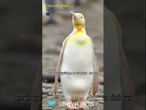 Descubre al encantador Pinguino Viejo: Historia y curiosidades