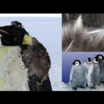 Pinguino peludo: Descubre la adorable especie de aves con plumas esponjosas