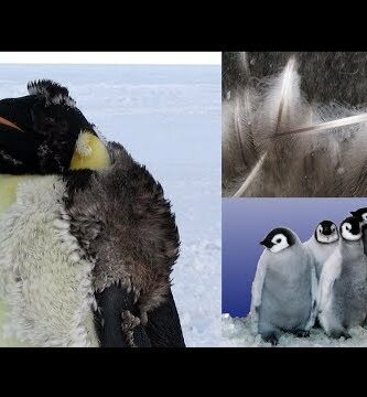 Pinguino peludo: Descubre la adorable especie de aves con plumas esponjosas