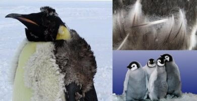 Pinguino peludo: Descubre la adorable especie de aves con plumas esponjosas