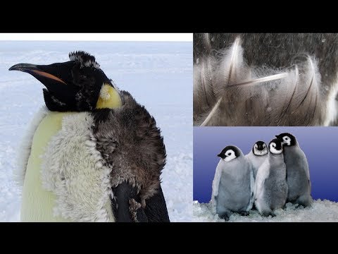 Pinguino peludo: Descubre la adorable especie de aves con plumas esponjosas