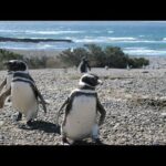 Pingüinos de clima cálido: Descubre su adaptación al calor