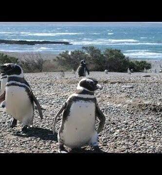 Pingüinos de clima cálido: Descubre su adaptación al calor