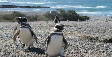 Pingüinos de clima cálido: Descubre su adaptación al calor