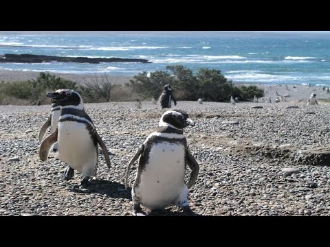 Pingüinos de clima cálido: Descubre su adaptación al calor