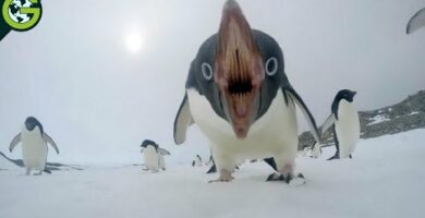 Pinguinos Gentoo: Explora la belleza de esta especie en su hábitat natural