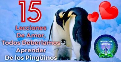 Dos pingüinos enamorados: una historia de amor inolvidable