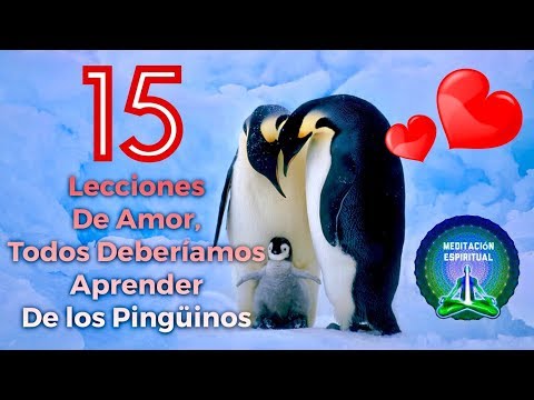 Dos pingüinos enamorados: una historia de amor inolvidable