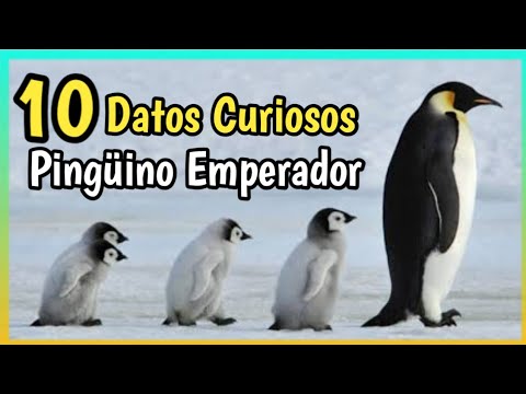 Descubre el fascinante mundo del pingüino grande