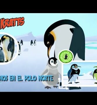 Pingüino peregrino: el viajero de los polos