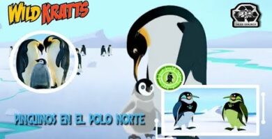 Pingüino peregrino: el viajero de los polos