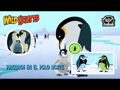 Pingüino peregrino: el viajero de los polos