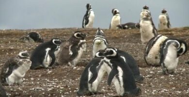 Pingüinos monógamos: El amor eterno en la vida de estas aves