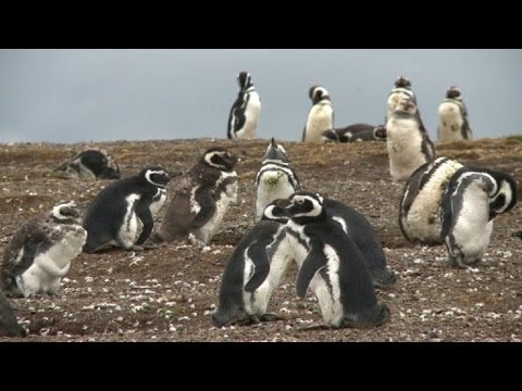 Pingüinos monógamos: El amor eterno en la vida de estas aves