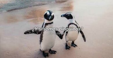 El amor de los pingüinos: Descubre cómo viven su romance