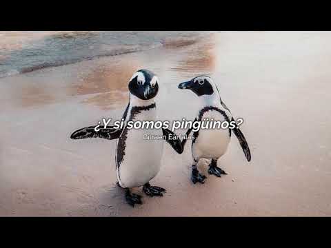 El amor de los pingüinos: Descubre cómo viven su romance