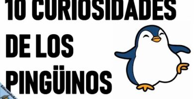 Descubre las fascinantes características de los pingüinos