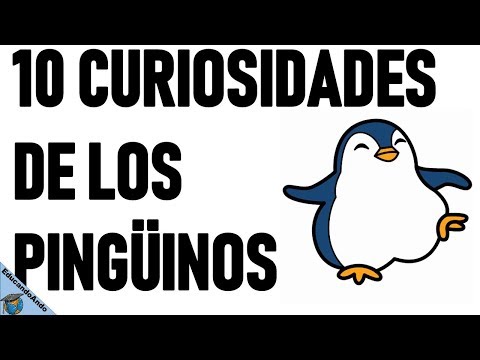 Descubre las fascinantes características de los pingüinos