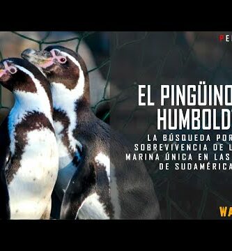 Descubre el encanto del pingüino peruano en nuestro sitio