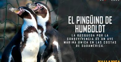 Descubre el encanto del pingüino peruano en nuestro sitio