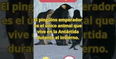 Descubre la fascinante colonia de pingüinos: un paraíso animal