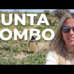 Punta Tombo: Disfruta de la mejor entrada a este increíble destino