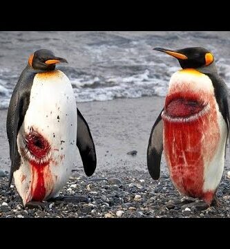 Pingüino Papua: Descubre la fascinante vida de esta especie única