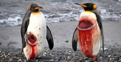 Pingüino Papua: Descubre la fascinante vida de esta especie única