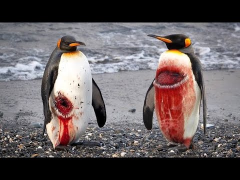 Pingüino Papua: Descubre la fascinante vida de esta especie única