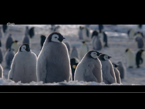 Pinguinos Emperador: Todo sobre la majestuosidad de estas aves polares